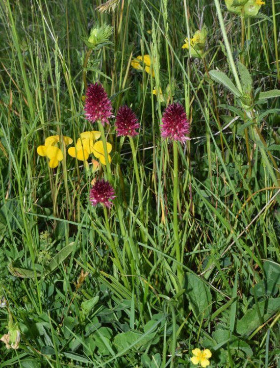 Nigritella nigra subsp. rhellicani (Teppner & E. Klein) H. Bauman, Kùnkele & L. Lorenz. 1.jpg