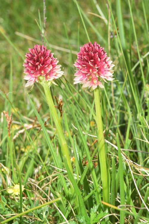 Nigritella nigra subsp. rhellicani (Teppner & E. Klein) H. Bauman, Kùnkele & L. Lorenz. 5.jpg