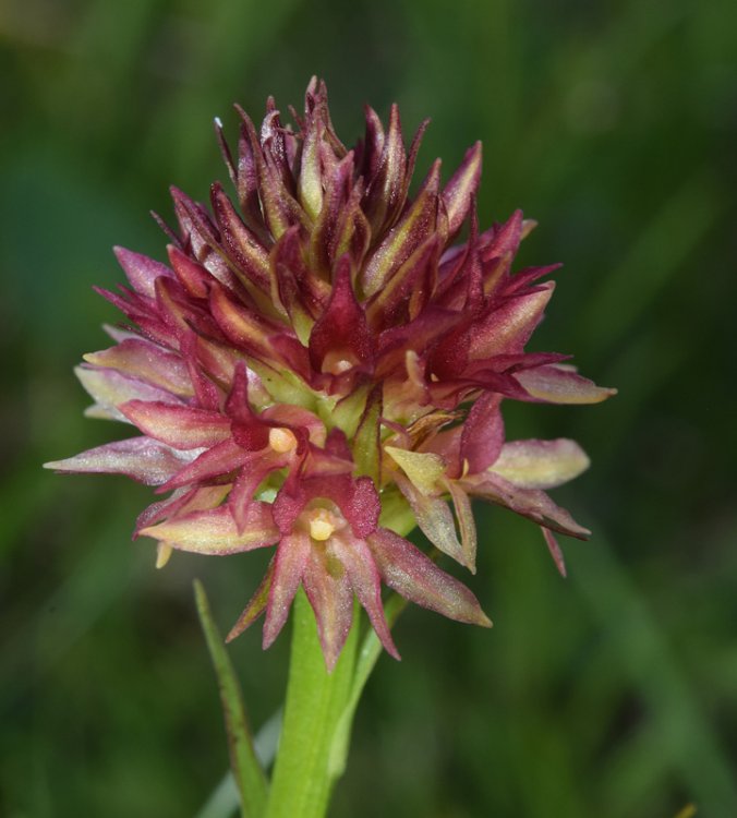 Nigritella nigra subsp. rhellicani (Teppner & E. Klein) H. Bauman, Kùnkele & L. Lorenz. 6.jpg