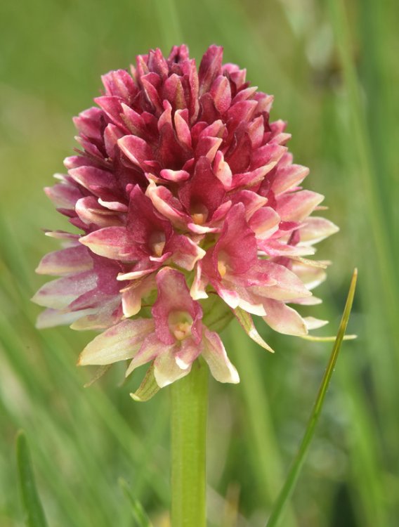 Nigritella nigra subsp. rhellicani (Teppner & E. Klein) H. Bauman, Kùnkele & L. Lorenz. 9.jpg