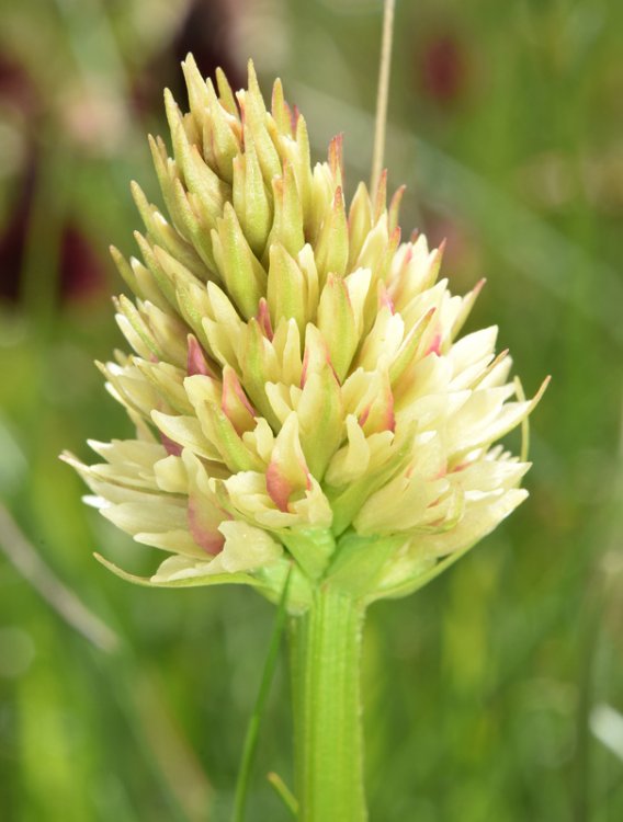 Nigritella nigra subsp. rhellicani (Teppner & E. Klein) H. Bauman, Kùnkele & L. Lorenz. 10.jpg