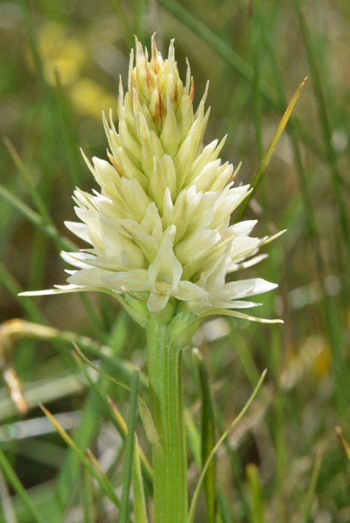 Nigritella nigra subsp. rhellicani (Teppner & E. Klein) H. Bauman, Kùnkele & L. Lorenz. 11.jpg