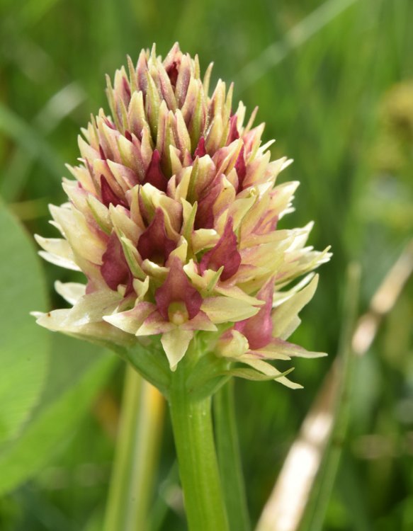 Nigritella nigra subsp. rhellicani (Teppner & E. Klein) H. Bauman, Kùnkele & L. Lorenz. 12.jpg