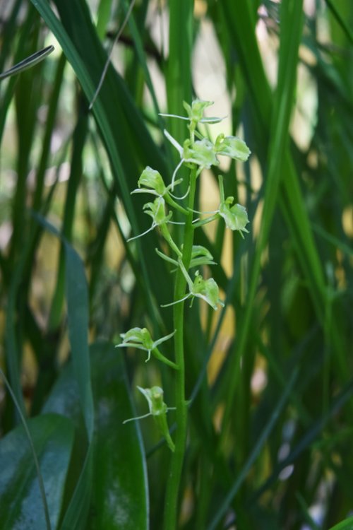 Liparis loeselii (L.) Rich. 1817. 5.jpg