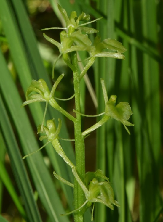 Liparis loeselii (L.) Rich. 1817. 7.jpg