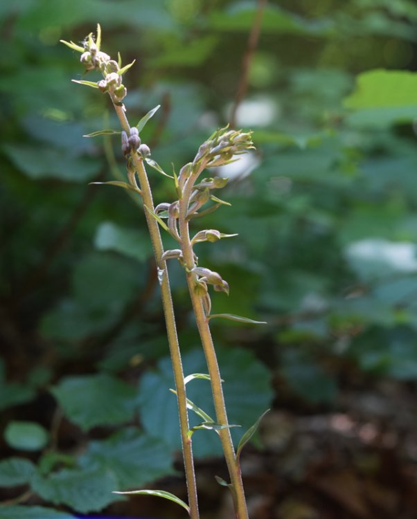 Epipactis microphylla (Ehrh.) Sw.1800. 1.jpg