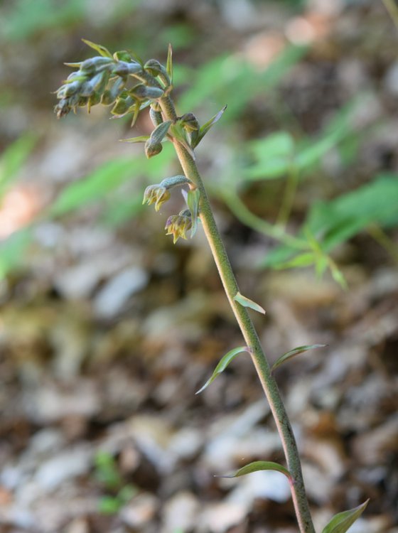 Epipactis microphylla (Ehrh.) Sw.1800. 2.jpg