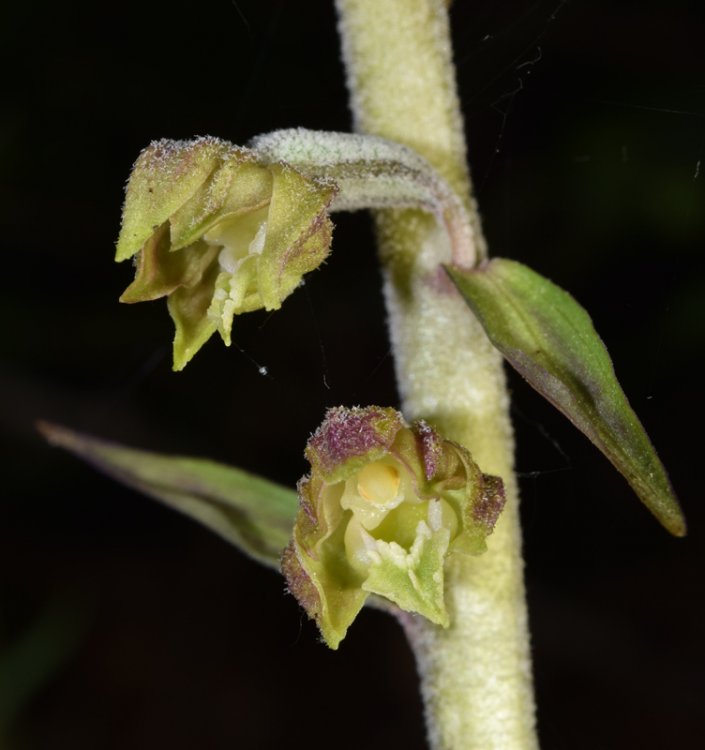 Epipactis microphylla (Ehrh.) Sw.1800. 4.jpg