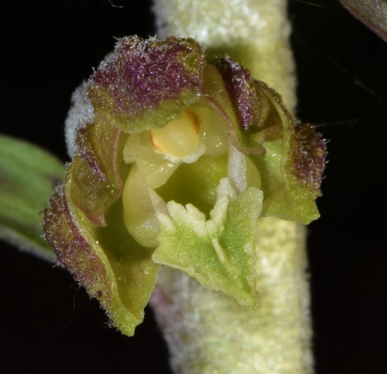 Epipactis microphylla (Ehrh.) Sw.1800. 6.jpg