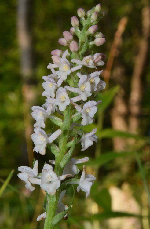 Gymnadenia odoratissima (L.) Rich. 1817. 2.jpg