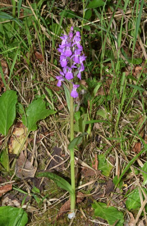 Dactylorhiza lapponica (laest. ex Hartm.) Soò subsp.raetica H. Bauman & R. Lorenz 2005. 1.jpg