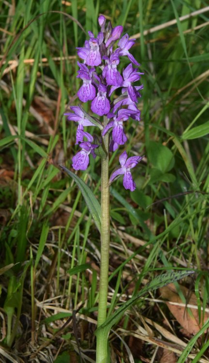 Dactylorhiza lapponica (laest. ex Hartm.) Soò subsp.raetica H. Bauman & R. Lorenz 2005. 2.jpg