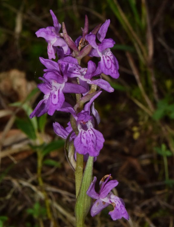 Dactylorhiza lapponica (laest. ex Hartm.) Soò subsp.raetica H. Bauman & R. Lorenz 2005. 7.jpg