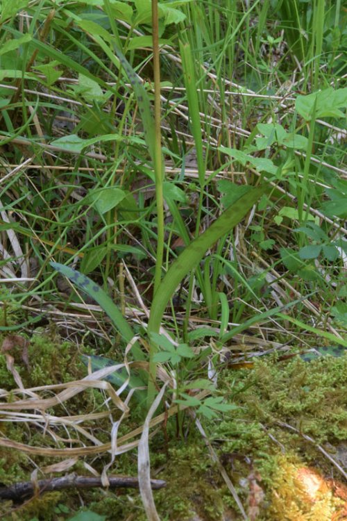 Dactylorhiza lapponica (laest. ex Hartm.) Soò subsp.raetica H. Bauman & R. Lorenz 2005. 8.jpg