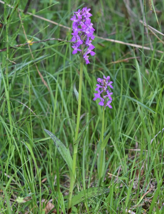 Dactylorhiza lapponica (laest. ex Hartm.) Soò subsp.raetica H. Bauman & R. Lorenz 2005. 9.jpg