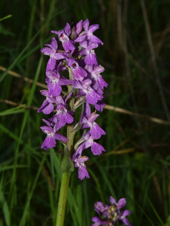 Dactylorhiza lapponica (laest. ex Hartm.) Soò subsp.raetica H. Bauman & R. Lorenz 2005. 10.jpg