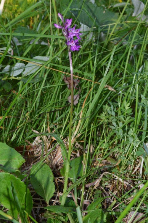 Dactylorhiza lapponica (laest. ex Hartm.) Soò subsp.raetica H. Bauman & R. Lorenz 2005. 11.jpg