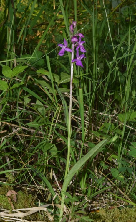 Dactylorhiza lapponica (laest. ex Hartm.) Soò subsp.raetica H. Bauman & R. Lorenz 2005. 111.jpg