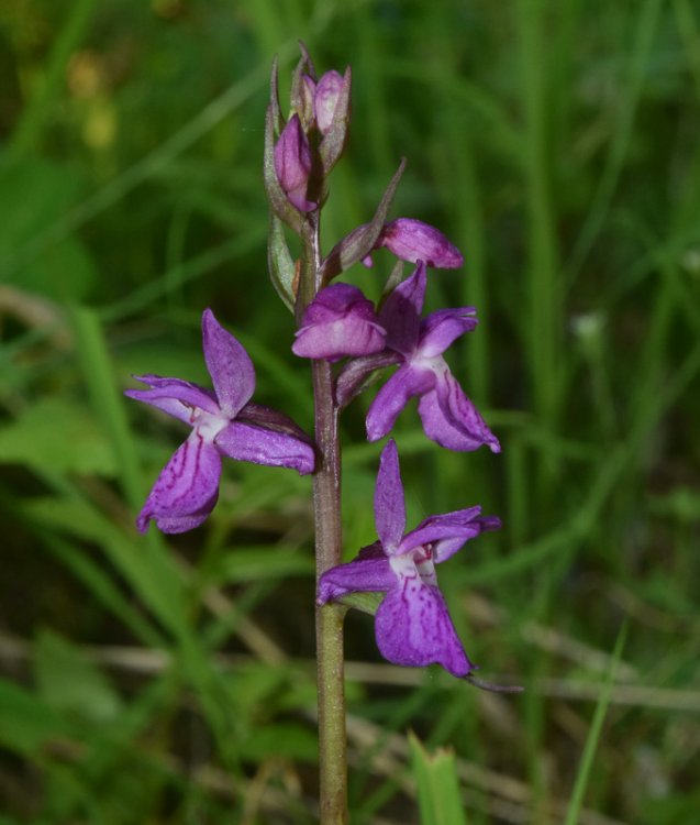 Dactylorhiza lapponica (laest. ex Hartm.) Soò subsp.raetica H. Bauman & R. Lorenz 2005. 112.jpg