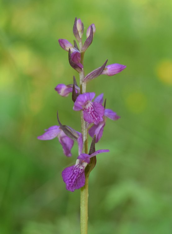 Dactylorhiza lapponica (laest. ex Hartm.) Soò subsp.raetica H. Bauman & R. Lorenz 2005. 113.jpg