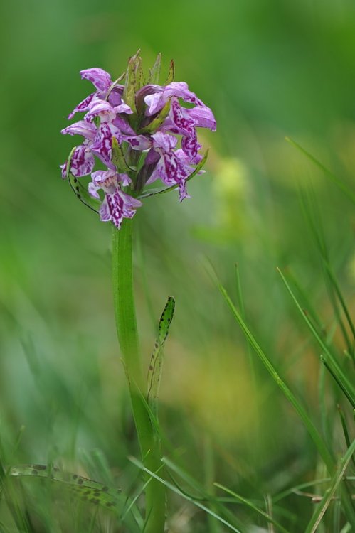 Dactylorhiza_×juennensis1.jpg