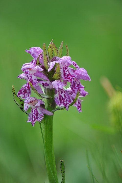 Dactylorhiza_×juennensis.jpg