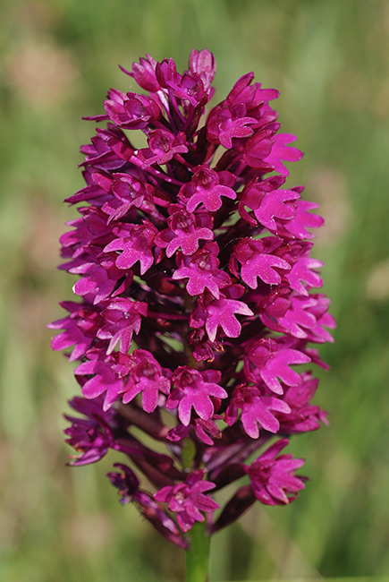 Anacamptis-pyramidalis-04.jpg