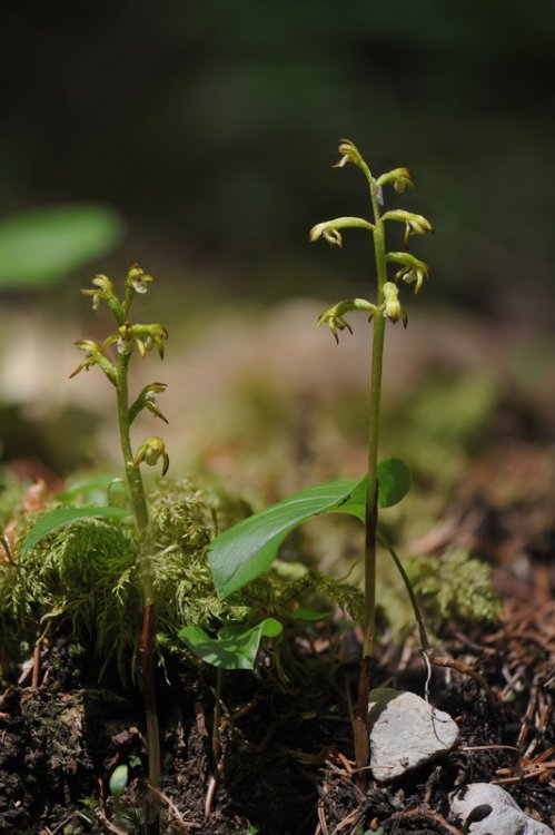 Corallorhiza_trifida.jpg