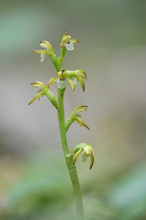 Corallorhiza_trifida5.jpg