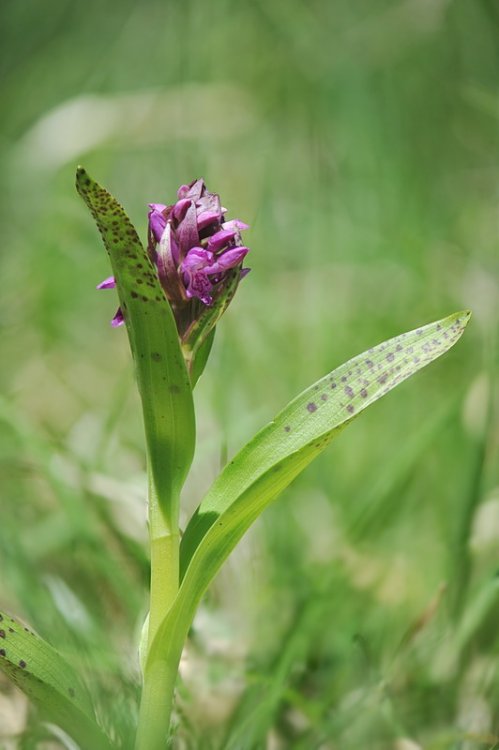 Dactylorhiza_cruenta1.jpg