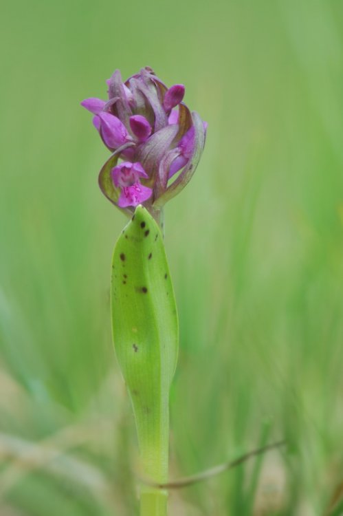 Dactylorhiza_cruenta2.jpg