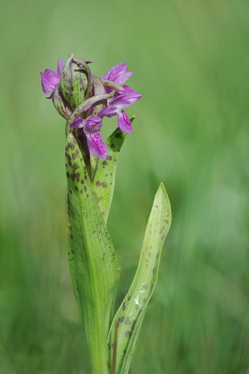 Dactylorhiza_cruenta4.jpg