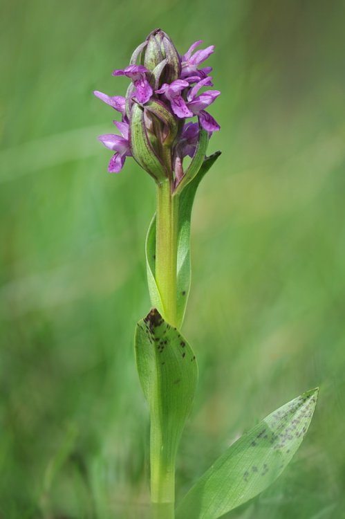 Dactylorhiza_cruenta5.jpg