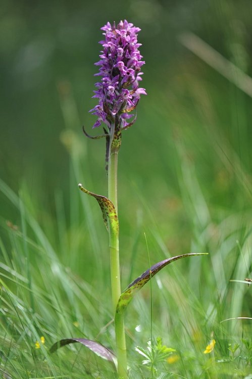 Dactylorhiza_incarnata-hyphaematodes4.JPG