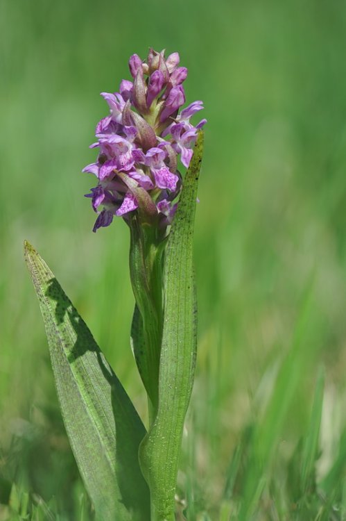 Dactylorhiza_incarnata-hyphaematodes4.jpg