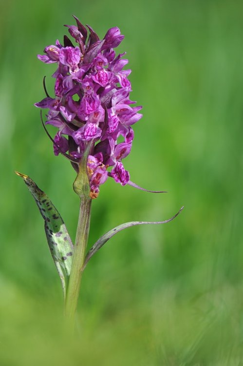 Dactylorhiza_majalis1.jpg