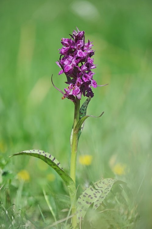 Dactylorhiza_majalis2.jpg