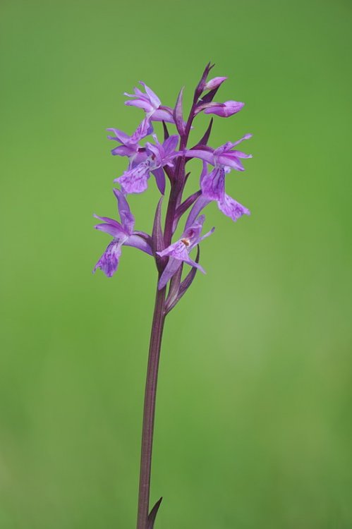 Dactylorhiza_traunsteineri.jpg