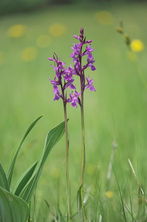 Dactylorhiza_traunsteineri1.jpg