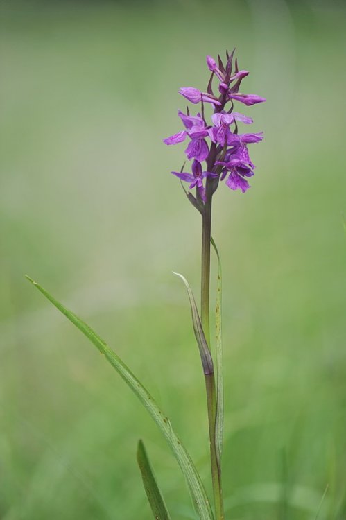 Dactylorhiza_traunsteineri2.jpg