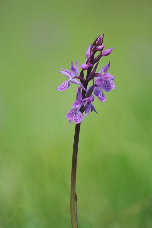 Dactylorhiza_traunsteineri4.jpg