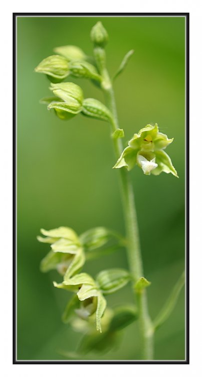 Epipactis_bugacensis.jpg