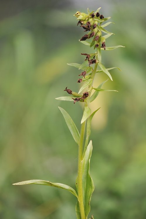 Epipactis_bugacensis.jpg