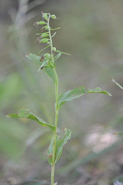 Epipactis_bugacensis2.jpg