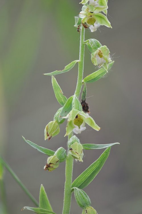 Epipactis_bugacensis4.jpg