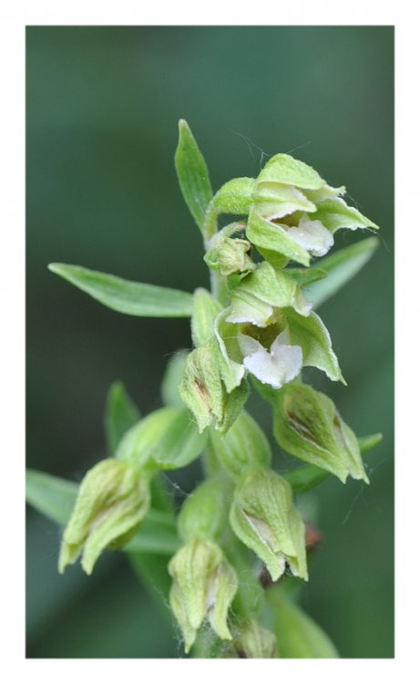 Epipactis_bugacensis4.jpg