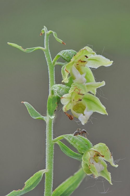 Epipactis_bugacensis5.jpg