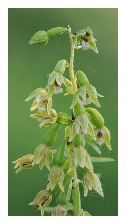 Epipactis_bugacensis5.jpg