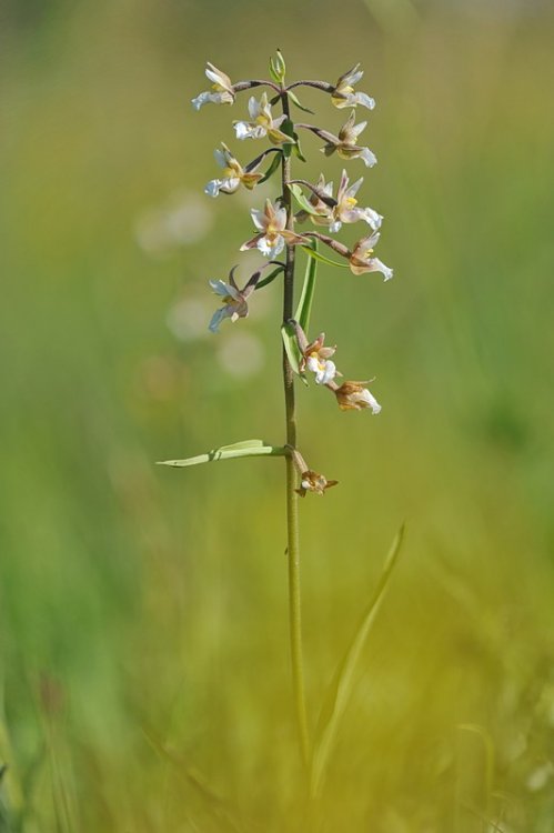 Epipactis_palustris1.jpg