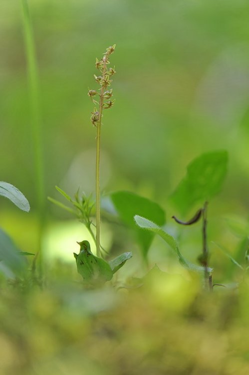 Listera_cordata1.jpg